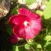 Sandra Oakman - Facebook