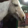 Hest❤️💘 - @sandra.oda - TikTok