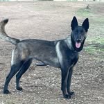 SANDRA L PADGETT - @scalifbelgianmalinoisk9s - Instagram