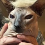 Sandra Padgett Palmer - @iluvsphinxkitties - Instagram