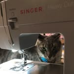 Sandra Panzarella - @sandrapanzarella574 - Instagram