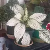 Sandra Spence - @sandra.spence2 - TikTok
