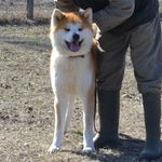 Sandra Perrin - @sugayakitainu_kennel - Instagram