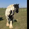 sandrapetrie328 - @sandrapetrie328 - TikTok