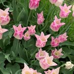 Sandra Pettitt Nee Walker - @sandrapettitt1957 - Instagram