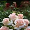 Sandra Picado - @sandra.picado - TikTok