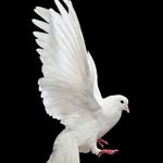 🕊️Pigeon Loft🕊️ - @sandram_pigeon_loft_kerala - Instagram