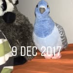 Sandra - @sandra.the.pigeon - Instagram