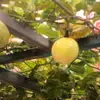 SANDRA PINALES - @dse022.shop - TikTok