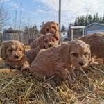 Sandy Pines - @sandypinespuppies - Instagram