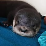 Sandy Pines Wildlife Centre - @sandy.pineswildlife - Instagram