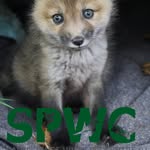 Sandy Pines Wildlife Centre - @sandypineswildlife - Instagram
