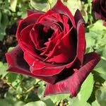 Sandy - @rose_piquante0 - Instagram