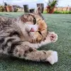 Sandra Piras - @sandra.piras6 - TikTok