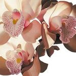 Sandra Pisano - @sandra.pisano.77 - Instagram