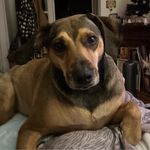Sandra Pittaro - @leopardlady77 - Instagram