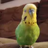 Sandra Plescia - @angel62625 - TikTok