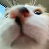 Sandra Plescia - @sandraplescia724 - TikTok