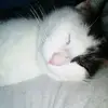 Sandra Po - @sandrapo8 - TikTok
