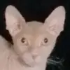 polisandra - @polisandra18 - TikTok