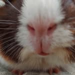Sandra Postell - @piggiemommy1960 - Instagram