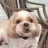 sandraprewitt55 - @sandra.prewitt1 - TikTok