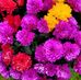Priya Maji Santra - Facebook