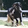 Sandra Purchase - @30316875737 - TikTok