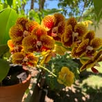 Sandy Purchase - Facebook