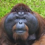 Sandra Radford - @sandra.the.orangutan - Instagram