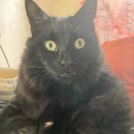 Sandra Rae - @floofypaws63 - Instagram