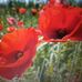 Sandra Ramsdell - Facebook