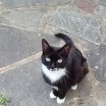 Seren Cymraeg Sandra Randle - @davethegingercat10 - Instagram