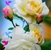 Sandra Rebman - Facebook