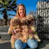 bolonkabaden 💫Hundeernährung - @sandrareckling - TikTok