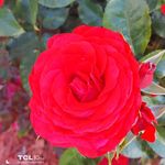 Sandra Hopkins Redding - @sandyredding99 - Instagram