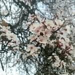 Sandra Drens Redfield - @drensredfield - Instagram