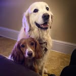 Sandra Rees - @trugreen_lawn_hants_south_ - Instagram