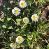 Sandra Remy798 - @sandrafilouremy - TikTok