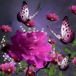 sandra risner - @risner468 - Instagram