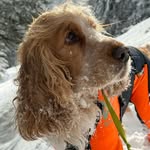 Sandra Rohner-Uebersax - @fuego_thespaniel - Instagram