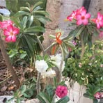 Sandra Rosado - Facebook