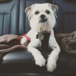 Sandy Rotolo - @sandytheschnug - Instagram
