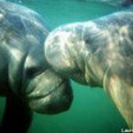 Sandra Roush - @mrs_manatee_ - Instagram