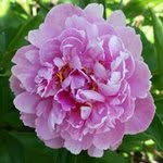Sandy Roush Caho - @sdcaho - Instagram