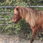 Sandra Ruhl - @pukipony - Instagram