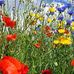 Sandra Rutter - Facebook