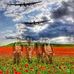 Sandra Rycroft - Facebook