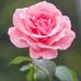 Sandra Saberio - Facebook