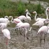 sandra sablon - @sabflosan - TikTok